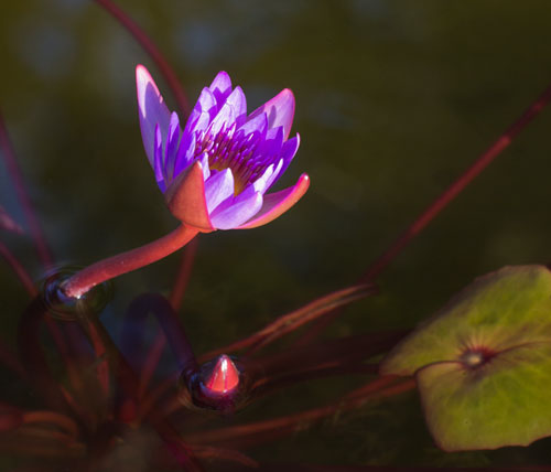 Olympus EP3 Water Lily